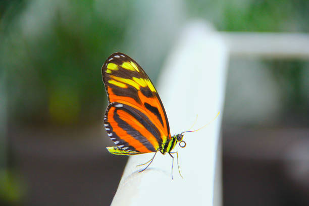 A striking tiger-striped butterfly rests gently on a light surface, showcasing its vivid orange, black, and yellow wings. The intricate patterns and vibrant colors of the butterfly stand out against the blurred, green background, emphasizing the delicate elegance of this beautiful insect. Its antennae are poised and its legs grip lightly, capturing a moment of stillness and grace. This close-up photograph highlights the intricate beauty of nature, inviting us to marvel at the small wonders around us that often go unnoticed.