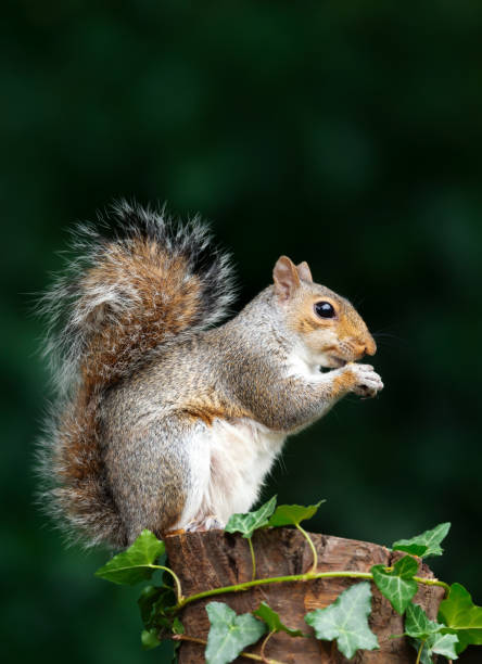 istock Portrait of a grey squirrel eating nut on a tree stump 2177286580