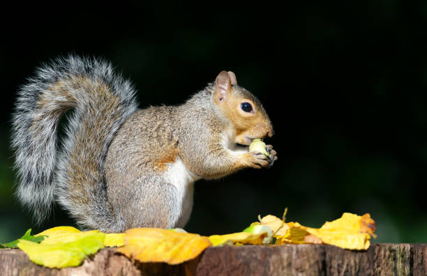istock Portrait of a grey squirrel eating hazelnut on a tree stump in autumn 2177286593