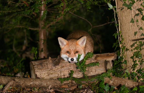 istock Portrait of a red fox standing on a tree in a forest at night 2177286637