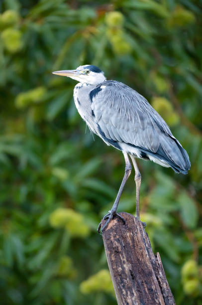 istock Portrait of a grey heron perched on a tree stump against colourful background 2177286662