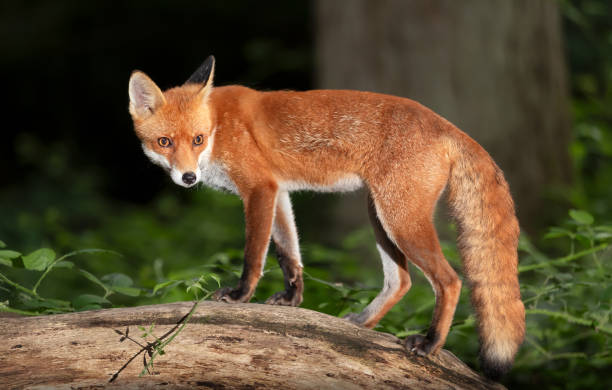 istock Portrait of a young red fox standing on a tree in a forest at night 2177286699