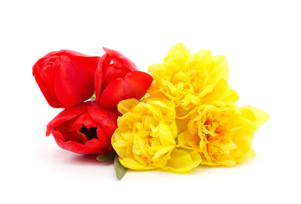 Yellow Narcissus plant with flowers in bloom at the beginning of the spring season