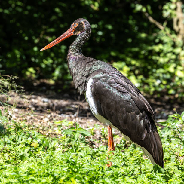 istock Black stork, Ciconia nigra in a german nature park 2177288049