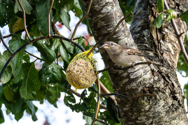Fluffy house sparrow bird, Passer domesticus perched on bird feeder containing birdseed.