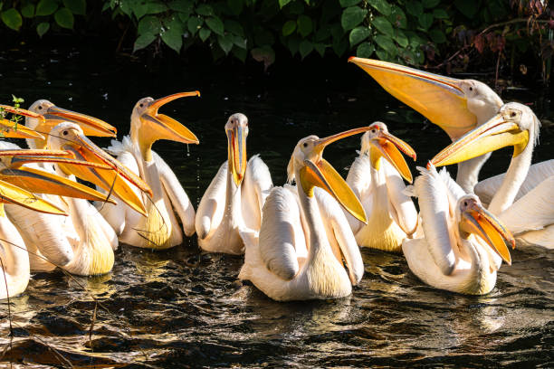 istock Great White Pelican, Pelecanus onocrotalus in a park 2177288255