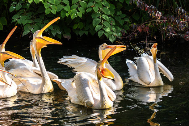 istock Great White Pelican, Pelecanus onocrotalus in a park 2177288258