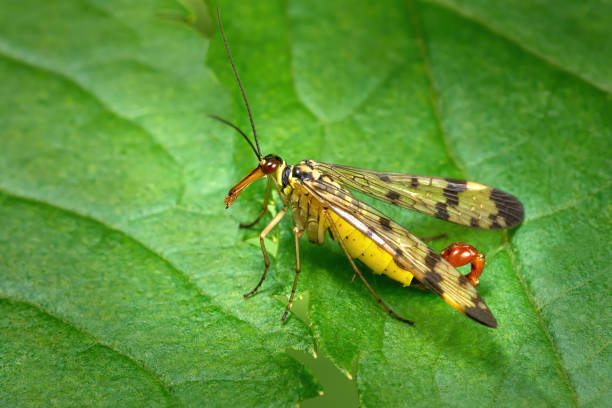 Common scorpionfly (Panorpa communis) male in side view on a green leaf - Baden-Württemberg, Germany