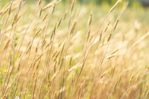 Golden wheat swaying gently in the wind on a sunny day, creating a peaceful and serene atmosphere