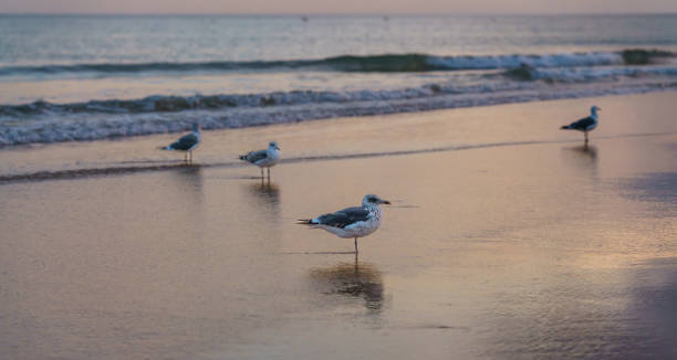 istock Seagulls standing on the wet sand as the waves gently roll in. 2177291502