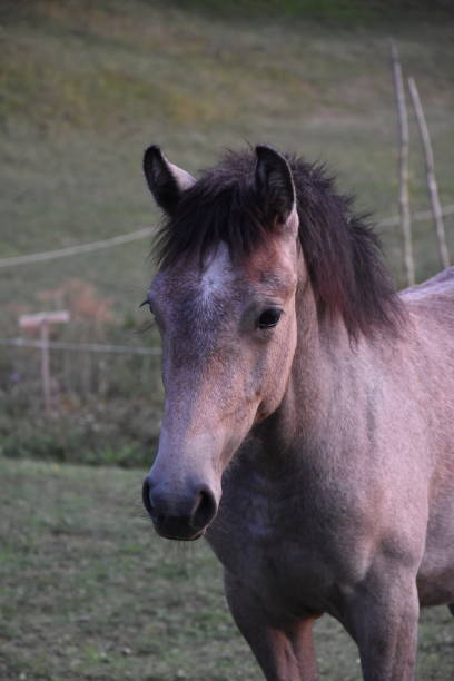 istock Curious Young Horse in the Meadow 2177291760