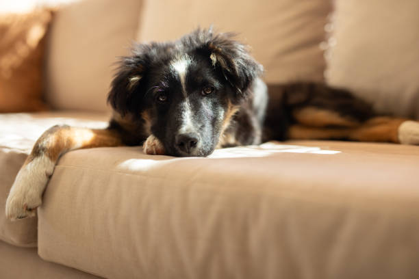 istock Beautiful puppy resting on the living room sofa 2177292543