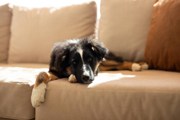 istock Beautiful puppy resting on the living room sofa 2177292546
