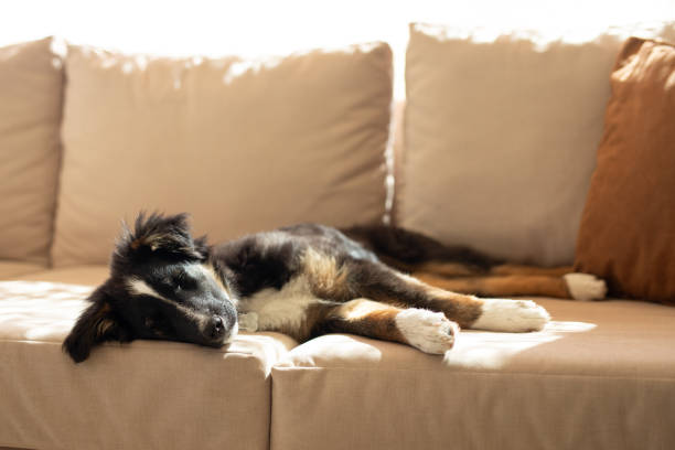 Beautiful puppy resting on the living room sofa - Buenos Aires - Argentina