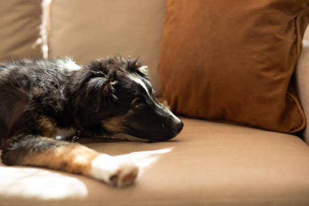 Beautiful puppy resting on the living room sofa - Buenos Aires - Argentina