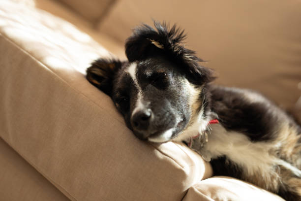 istock Beautiful puppy resting on the living room sofa 2177292621