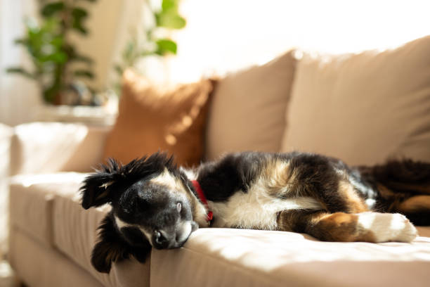 istock Beautiful puppy resting on the living room sofa 2177292686
