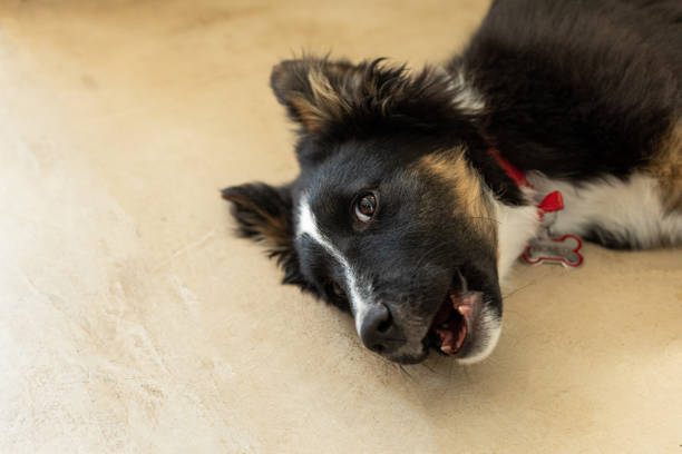 a beautiful collie is lying on the steps in the yard