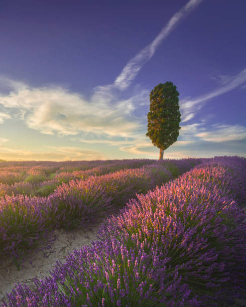 Lavender flowers field and a lonely cypress tree at sunset. Orciano Pisano, province of Pisa, Tuscany region, Italy. Europe
