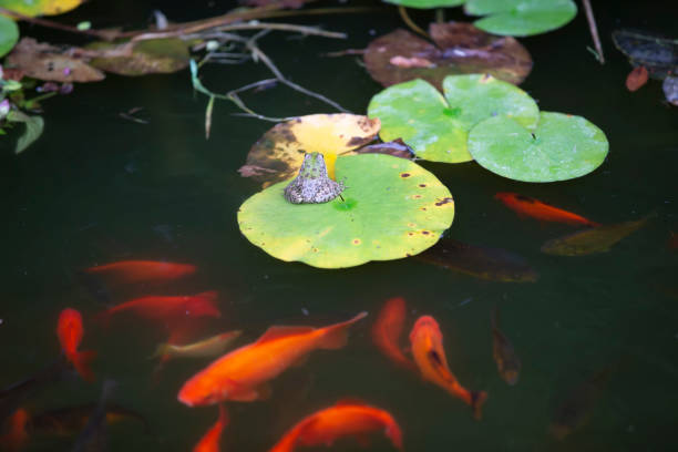 Colorful decorative golden fish swim in an artificial pond, top view.