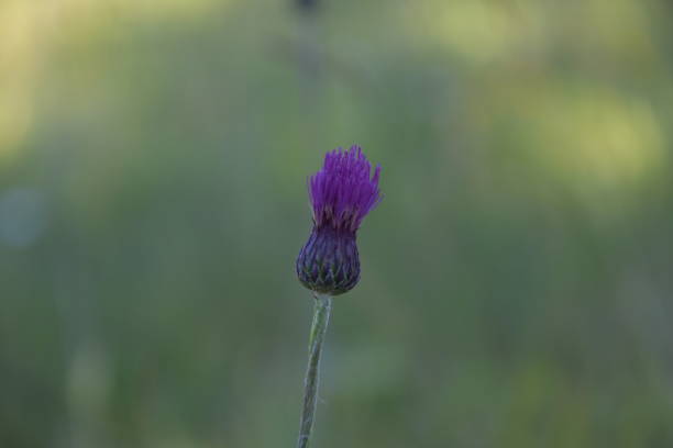 This striking image features a vibrant violet flower prominently displayed in the foreground, set against a softly blurred, dimmed meadow background. The rich purple hues of the flower contrast beautifully with the subdued tones of the grass, creating a sense of depth and focus.