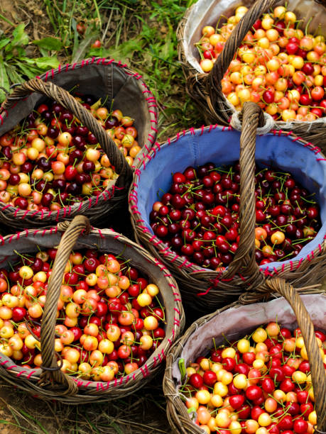 Many red wet cherry fruits (berries) in baskets.