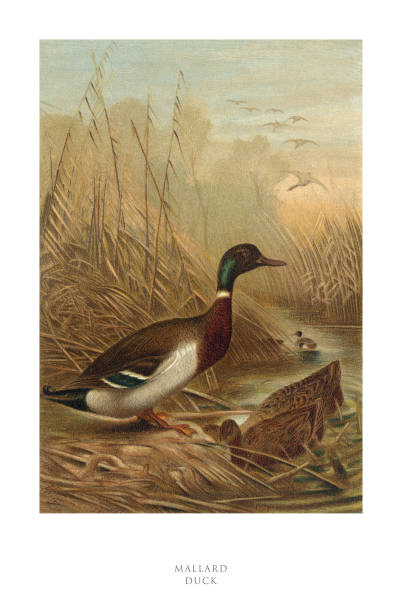 Antique American Engraving, Mallard Duck, Bird: Natural History, 1885. Source: Original edition from my own archives. Copyright has expired on this artwork. Digitally restored.