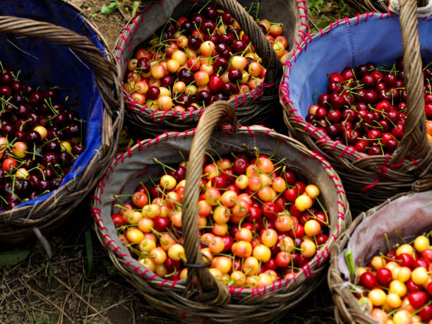 istock Many red wet cherry fruits (berries) in baskets. 2177294591