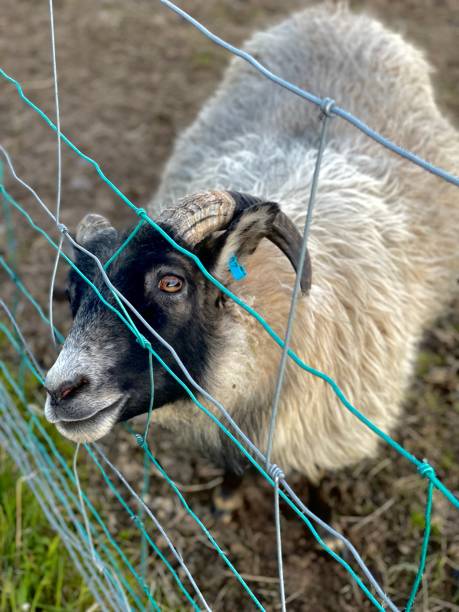 istock Agent 007. the Icelandic sheep 2177294828