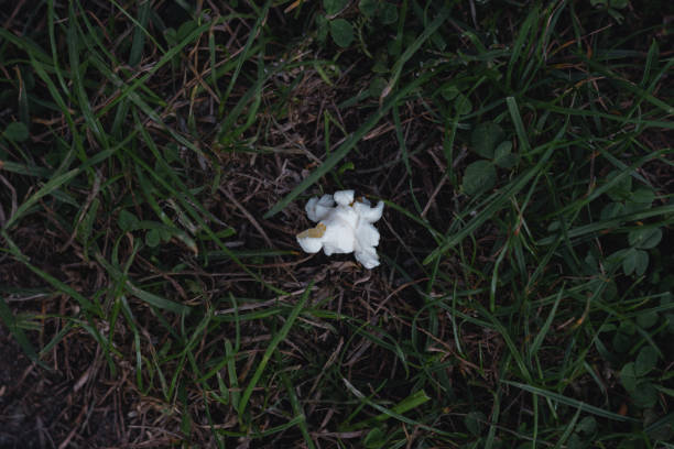 istock A white popcorn kernel is laying on the ground in a grassy field 2177295223