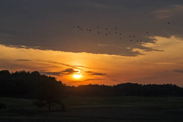 istock A large flock of birds flying across the sunset sky. 2177296520
