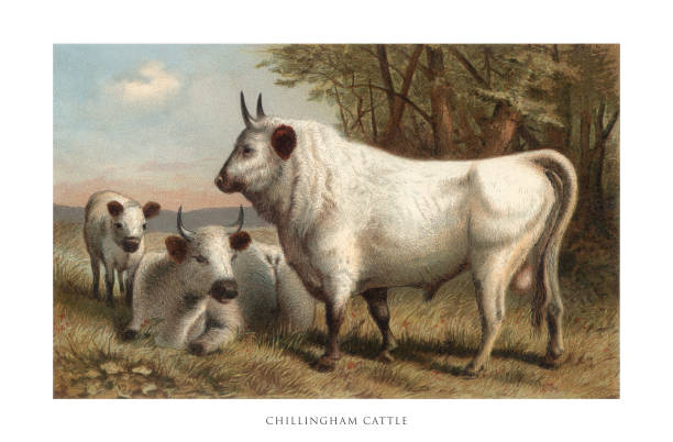 Antique American Engraving, Chillingham Cattle, Mammals: Natural History, 1885. Source: Original edition from my own archives. Copyright has expired on this artwork. Digitally restored.