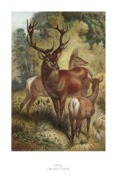 istock Antique American Engraving, Stag, or Red Deer, Mammals: Natural History, 1885 2177297182