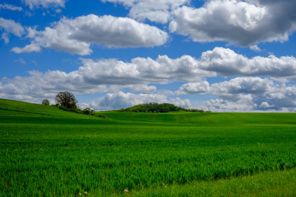 Yellow wheat field and blue sky. Farmland, Germany.