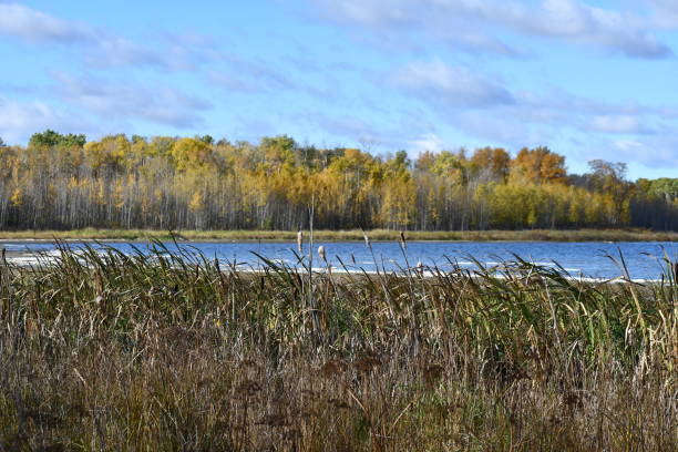 istock Cattails at Flyingshot Lake 2177297354
