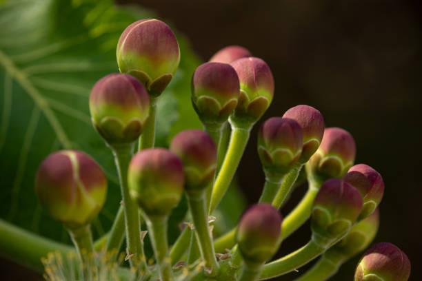 Brazilian savannah flora.