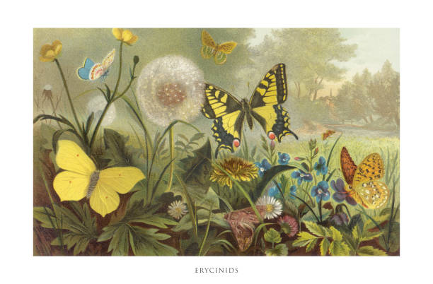 istock Antique American Engraving, Erycinids, Insects: Natural History, 1885 2177298799