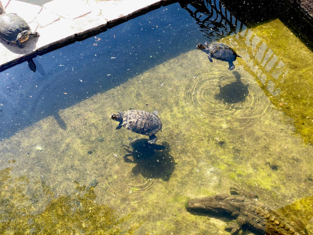 turtles swim in the lake
