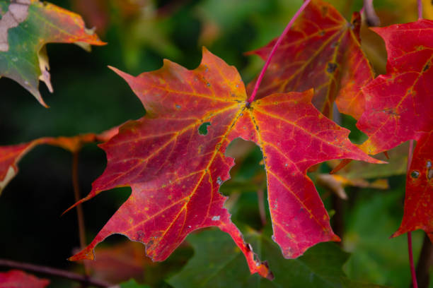 Quebec in october