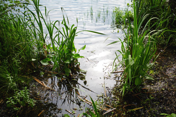 Green grass on the coastal shallow water