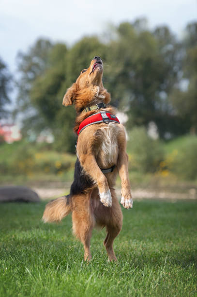 istock Cute red dog jumps on the grass. Playfull pet 2177301651
