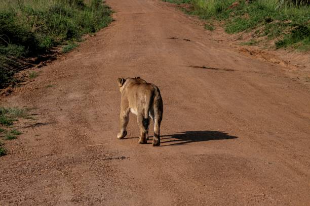 Female white lion (leucistic) in a South African Game Reserve.