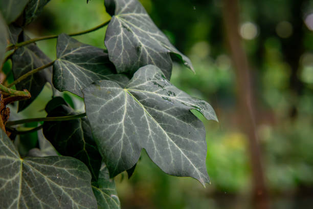 ivy leaves climbing on a tree in the forest