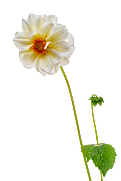 istock Arrangement with beautiful white dahlia flower isolated on white background 2177304028