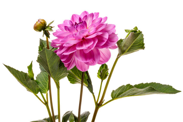 istock Single dahlia flowers isolated on white background 2177304052