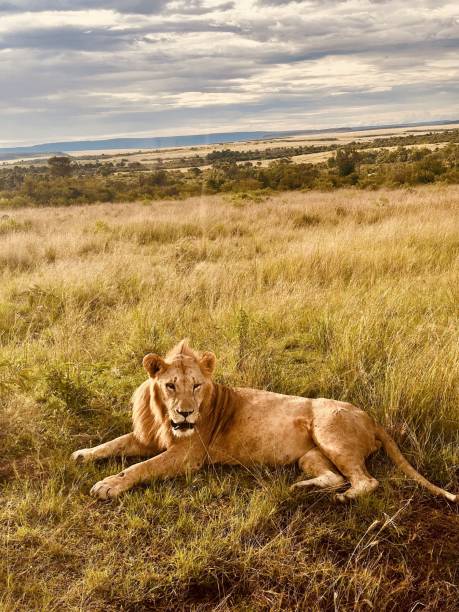 istock Male lion in Masai Mara 2177304289