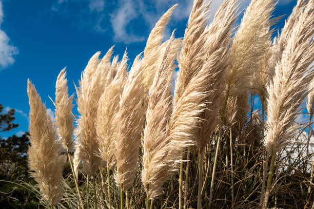 Healthy pampas grass seen in strong winds in a coastal property in the east of England. stock photo