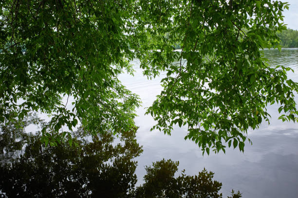 Green trees branches on the coastal of lake, water surface reflection