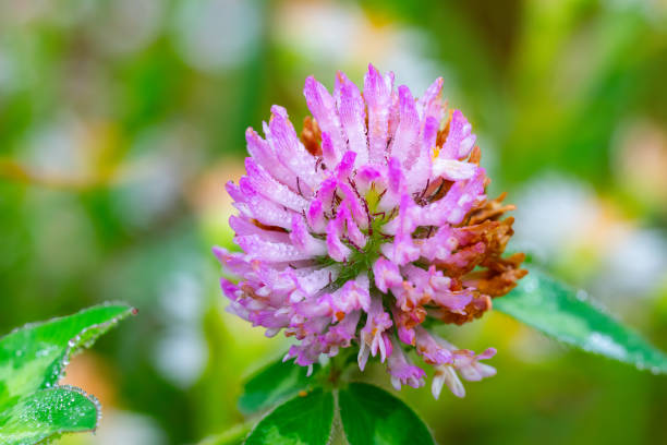 A purple dew colored flower on a green background of foliage.