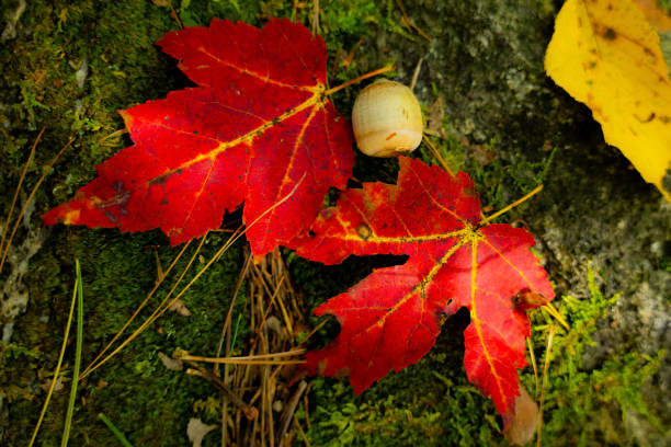 Picturesque leaves frame a beautiful fall landscape in New England, Vermont, Massachusetts, New Hampshire, Maine